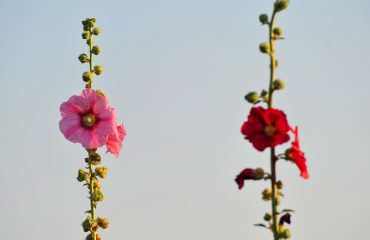 pixabay-4878482-post-243-1779357461.jpg